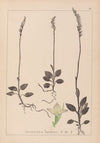 Herbier de la flore française Pl.0995