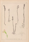 Herbier de la flore française Pl.0996