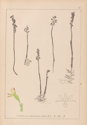 Herbier de la flore française Pl.0996