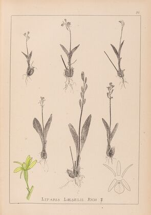 Herbier de la flore française Pl.0997