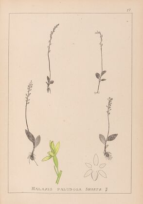 Herbier de la flore française Pl.0998