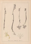 Herbier de la flore française Pl.0999