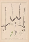 Herbier de la flore française Pl.1000