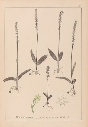 Herbier de la flore française Pl.1000