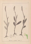 Herbier de la flore française Pl.1001
