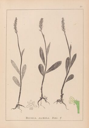 Herbier de la flore française Pl.1001