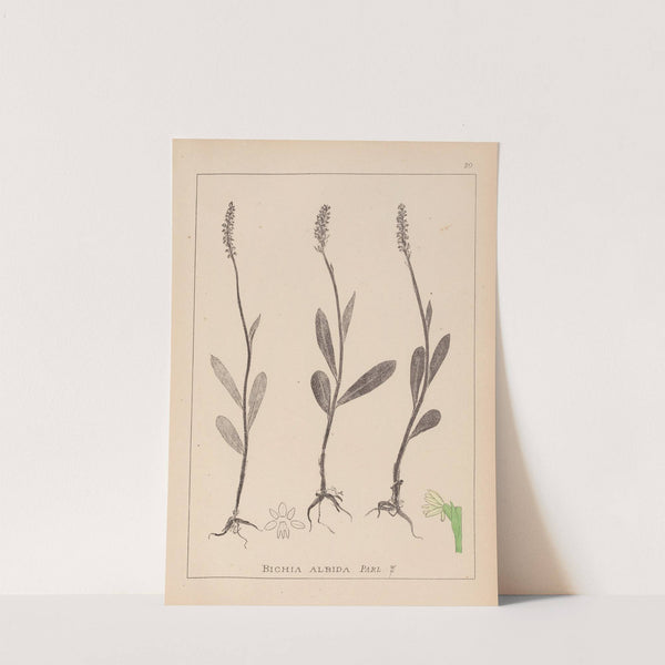 Herbier de la flore française Pl.1001 by Louis Antoine Cusin