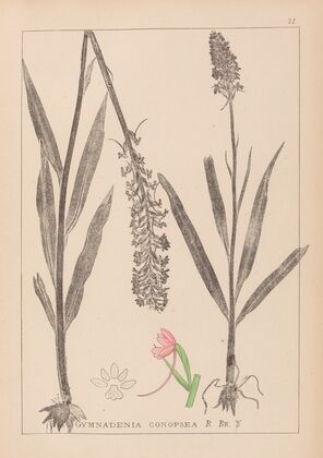 Herbier de la flore française Pl.1002