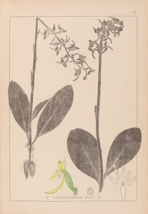 Herbier de la flore française Pl.1006