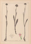 Herbier de la flore française Pl.1007