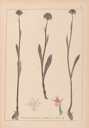 Herbier de la flore française Pl.1007