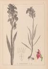 Herbier de la flore française Pl.1010