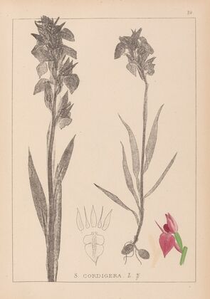 Herbier de la flore française Pl.1010