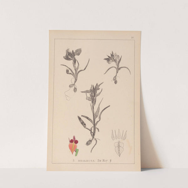 Herbier de la flore française Pl.1011 by Louis Antoine Cusin