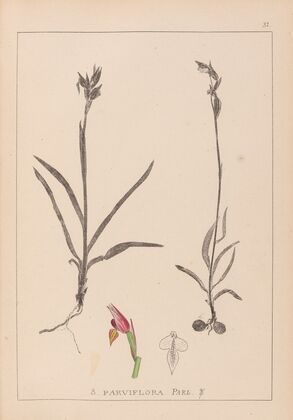 Herbier de la flore française Pl.1012