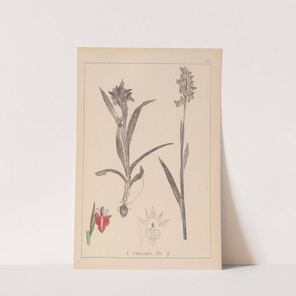 Herbier de la flore française Pl.1013 by Louis Antoine Cusin