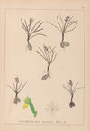 Herbier de la flore française Pl.1014