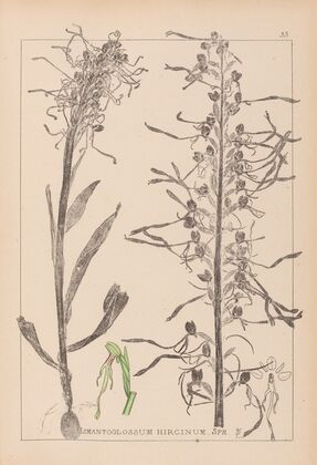 Herbier de la flore française Pl.1016