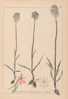 Herbier de la flore française Pl.1018