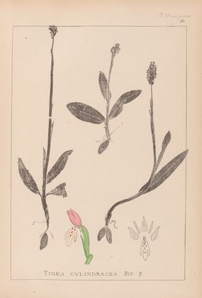 Herbier de la flore française Pl.1019