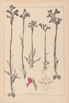 Herbier de la flore française Pl.1020