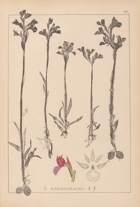 Herbier de la flore française Pl.1020