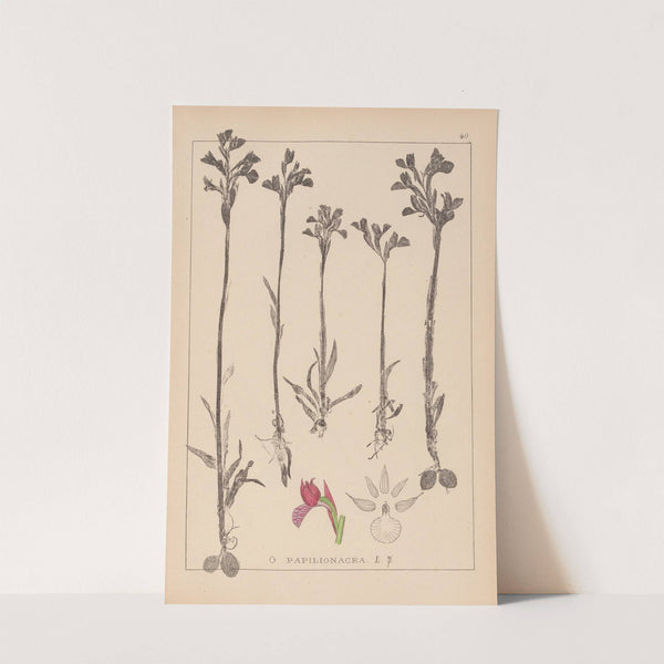 Herbier de la flore française Pl.1020 (1867-1876) by Louis Antoine Cusin