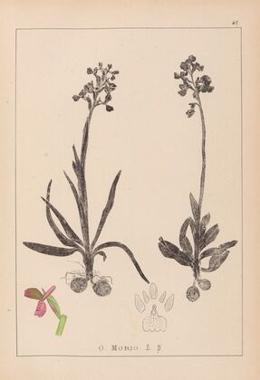 Herbier de la flore française Pl.1021