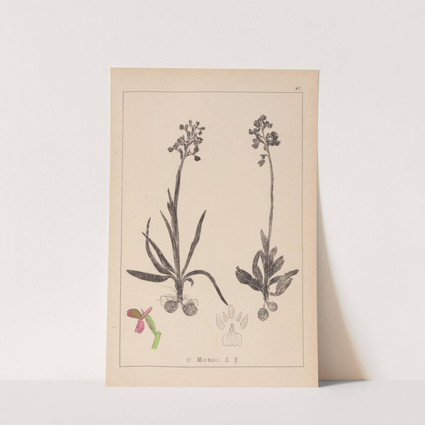Herbier de la flore française Pl.1021 (1867-1876) by Louis Antoine Cusin