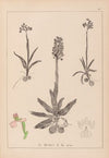 Herbier de la flore française Pl.1022