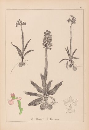 Herbier de la flore française Pl.1022