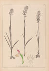Herbier de la flore française Pl.1024
