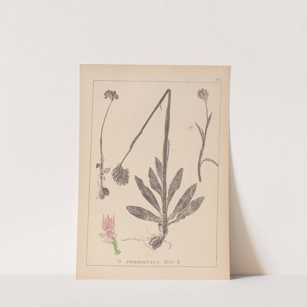 Herbier de la flore française Pl.1027 (1867-1876) by Louis Antoine Cusin