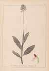 Herbier de la flore française Pl.1030