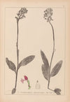 Herbier de la flore française Pl.1031