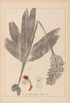 Herbier de la flore française Pl.1032