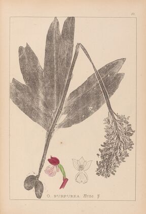Herbier de la flore française Pl.1032