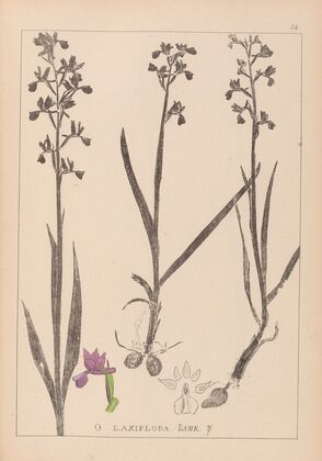 Herbier de la flore française Pl.1034