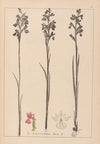 Herbier de la flore française Pl.1035