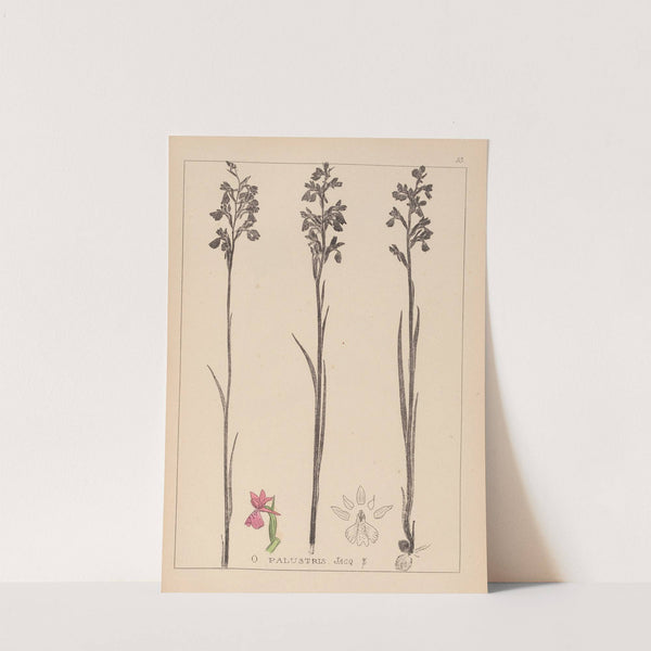 Herbier de la flore française Pl.1035 by Louis Antoine Cusin