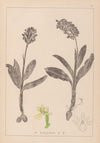 Herbier de la flore française Pl.1036 (1867-1876)
