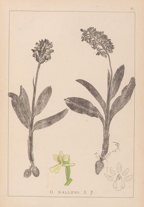 Herbier de la flore française Pl.1036 (1867-1876)