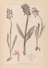 Herbier de la flore française Pl.1037 (1867-1876)