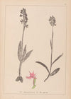 Herbier de la flore française Pl.1038 (1867-1876)