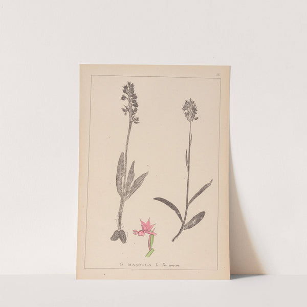 Herbier de la flore française Pl.1038 (1867-1876) by Louis Antoine Cusin