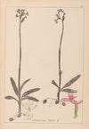 Herbier de la flore française Pl.1039 (1867-1876)