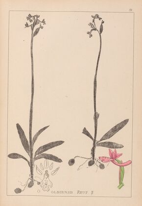 Herbier de la flore française Pl.1039 (1867-1876)