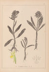 Herbier de la flore française Pl.1041 (1867-1876)