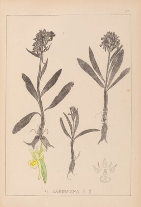 Herbier de la flore française Pl.1041 (1867-1876)