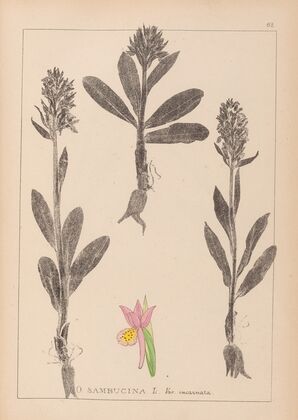 Herbier de la flore française Pl.1042 (1867-1876)
